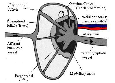 the lymphatic system primary lymphoid organs